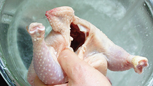 ひな鶏のお腹の中を流水でよく洗っている