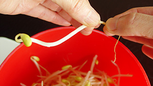 豆もやしのひげ根を取っている