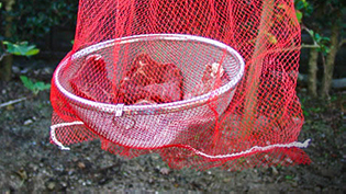 下味を付けた牛肉をザルにのせて網をかけ、のき下につるして風で乾燥させている