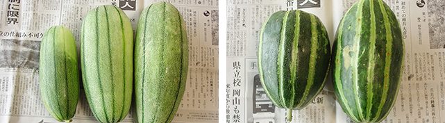 白瓜の品種の縞瓜の写真