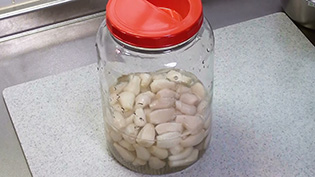 塩水をらっきょうの入ったビンに入れて10日間塩漬けする