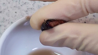 指で豆を縦に持ってスムーズ潰すことができれば、煮上がった証拠
