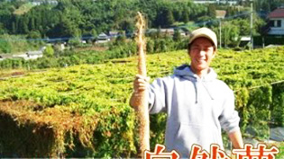 自然薯