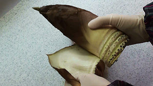 米ぬかを使ったたけのこのゆで方:皮を2〜3枚はがす